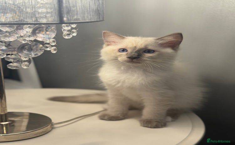 Ragdoll cats - Advert 10