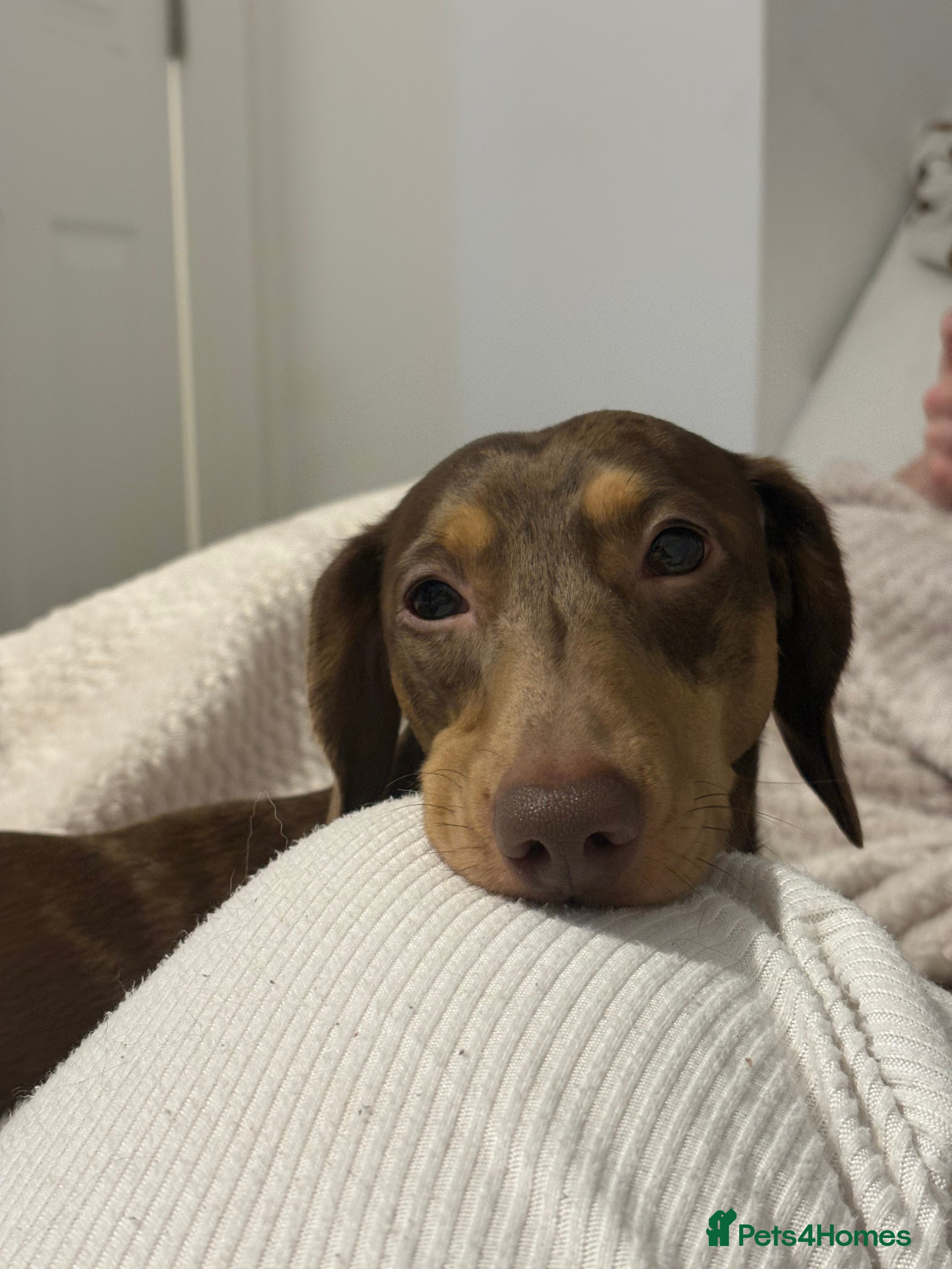 Miniature Dachshund dogs Gorgeous Chocolate Dapple Male  - Advert 6