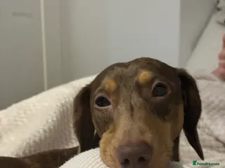 Miniature Dachshund dogs Gorgeous Chocolate Dapple Male - Advert 6