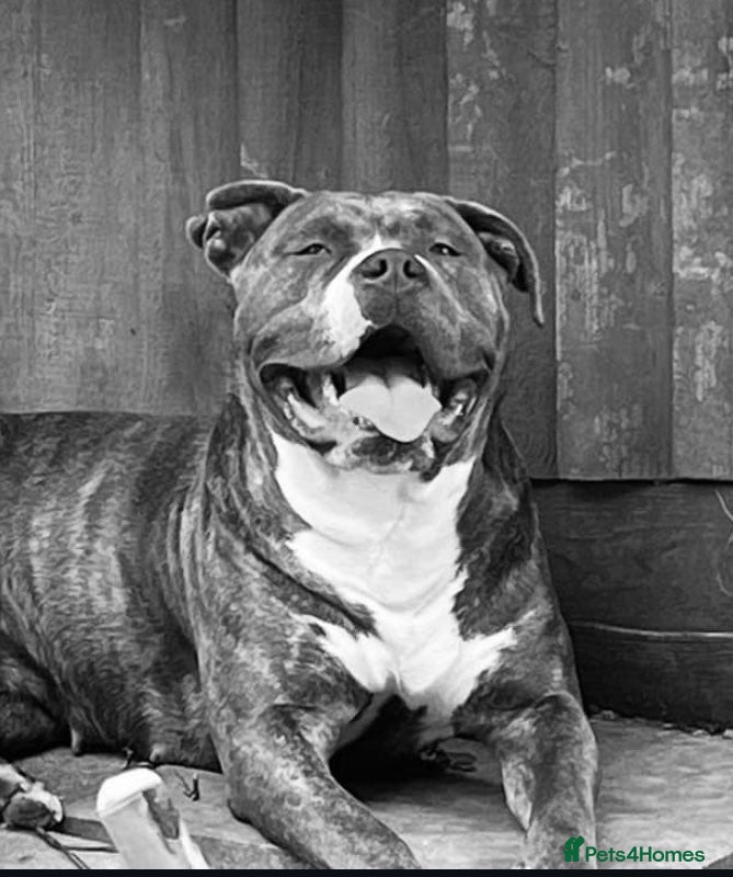 Mixed Breed dogs Blue staff cross mastiff - Advert 16