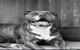 Mixed Breed dogs for sale: Blue staff cross mastiff - Advert 1