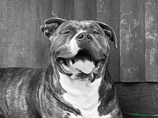 Mixed Breed dogs Blue staff cross mastiff - Advert 9