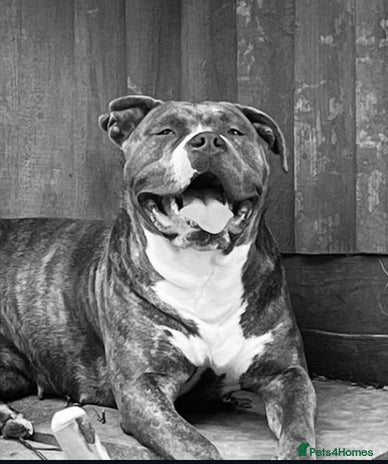 Mixed Breed dogs Blue staff cross mastiff - Advert 8