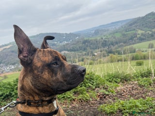 Mixed Breed dogs for sale: Urgent rehome needed in Mansfield - Advert 2