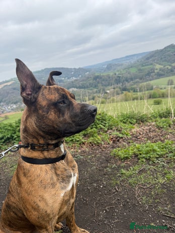 Mixed Breed dogs Urgent rehome needed in Mansfield - Advert 10