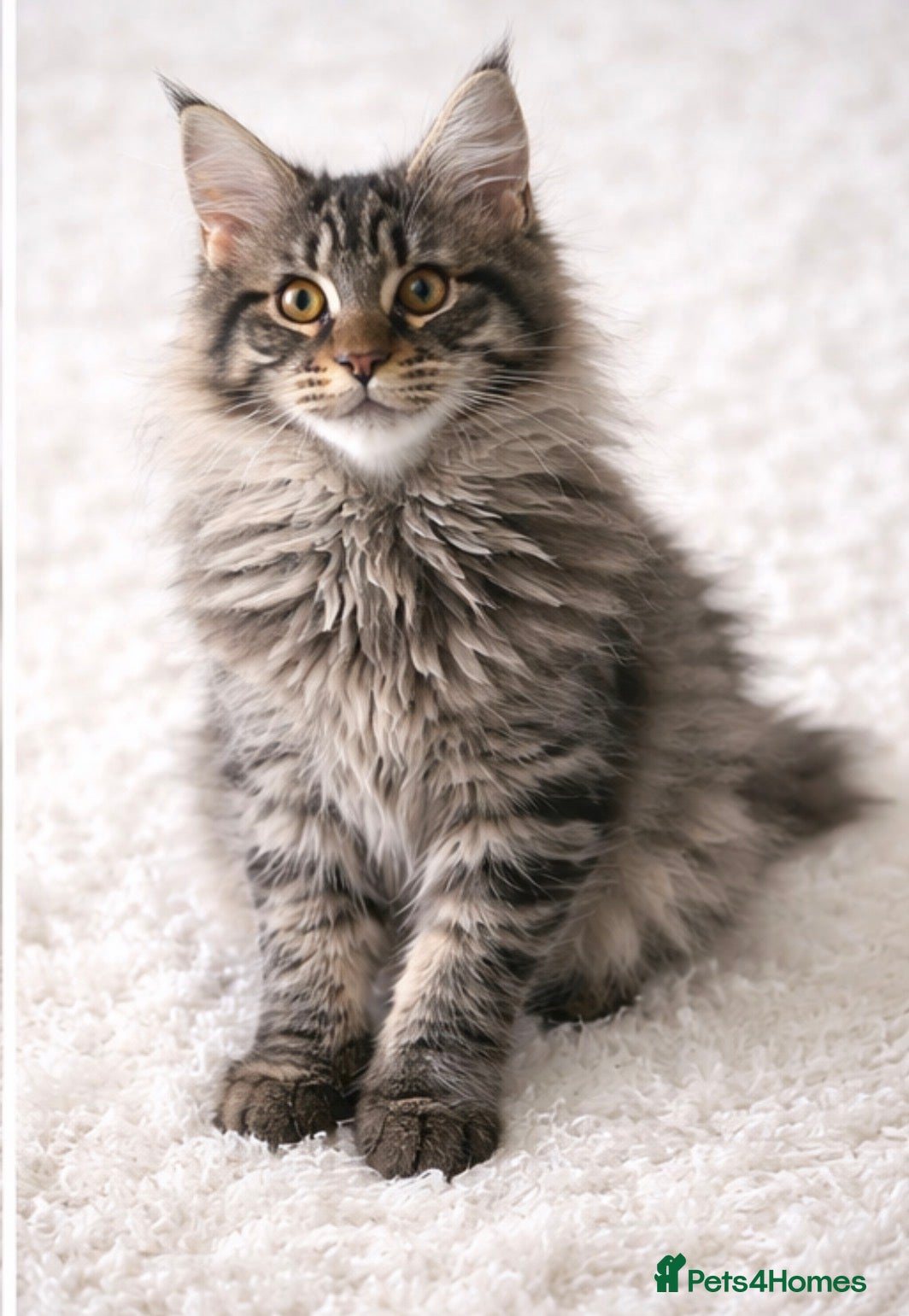 Maine Coon cats READY TO LEAVE Registered Maine coon kittens  - Advert 7