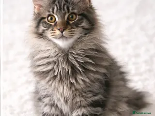 Maine Coon cats READY TO LEAVE Registered Maine coon kittens - Advert 7