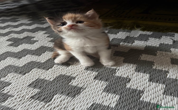 Ragdoll cats - Advert 1