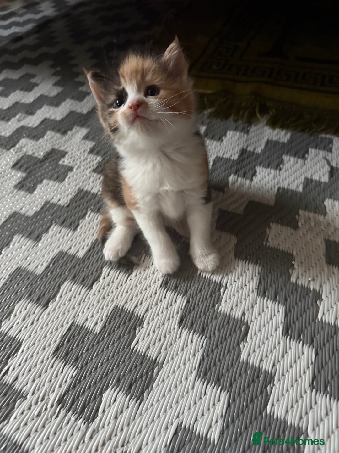 Ragdoll cats for sale: Adorable Ragdoll/Turkish Angora Female Kitten - Image 1