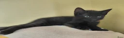 Mixed Breed cats for sale: 10 week old kitten  in Weston-super-Mare - Advert 3