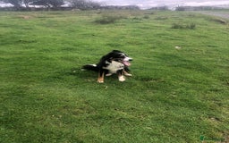 Border Collie dogs for sale: 2 year 9 months Border Collie male - Image 2