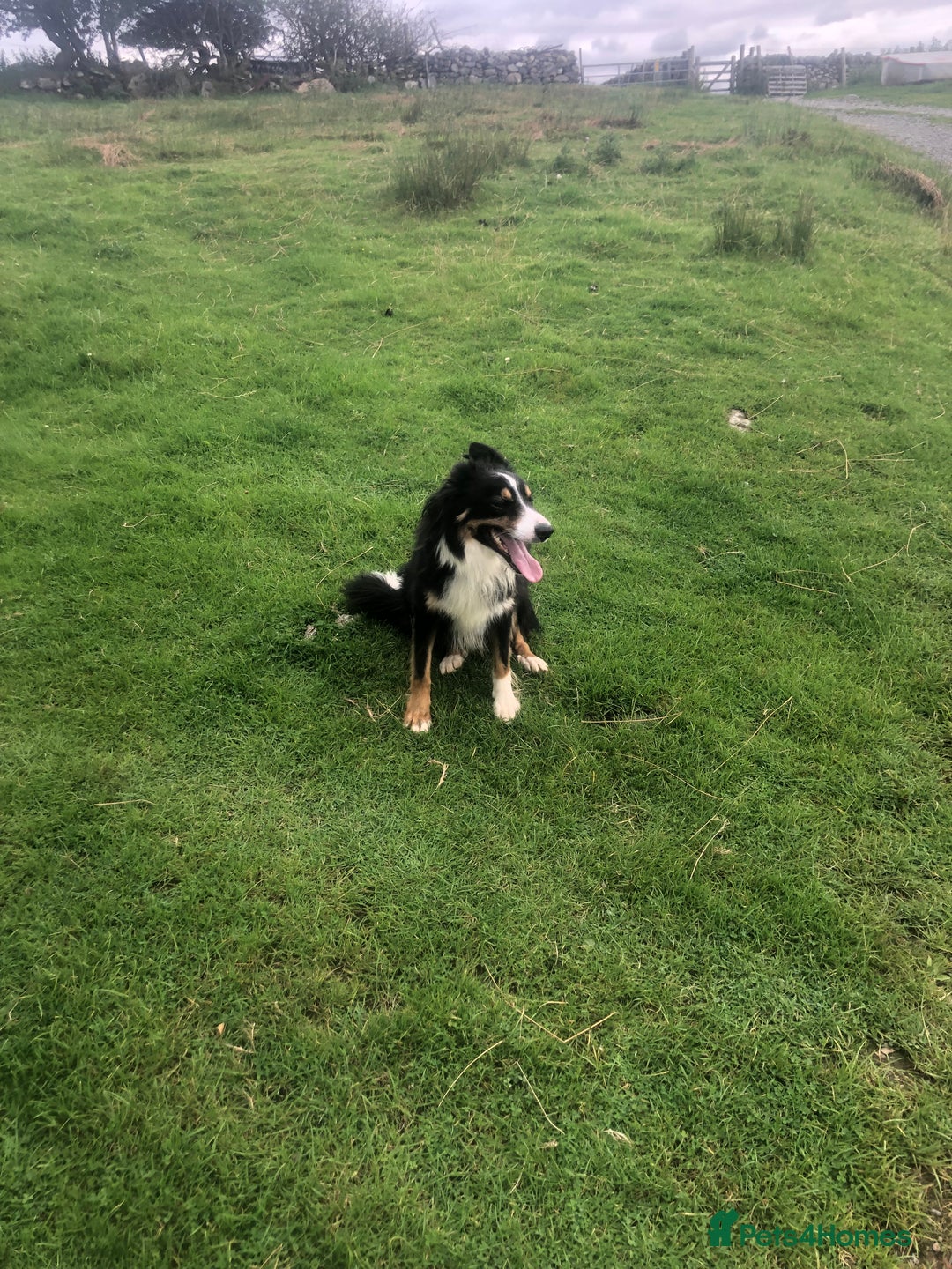 Border Collie dogs for sale: 2 year 9 months Border Collie male - Image 2