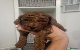 Cavapoochon dogs for sale: Cavapoochon  - Image 9