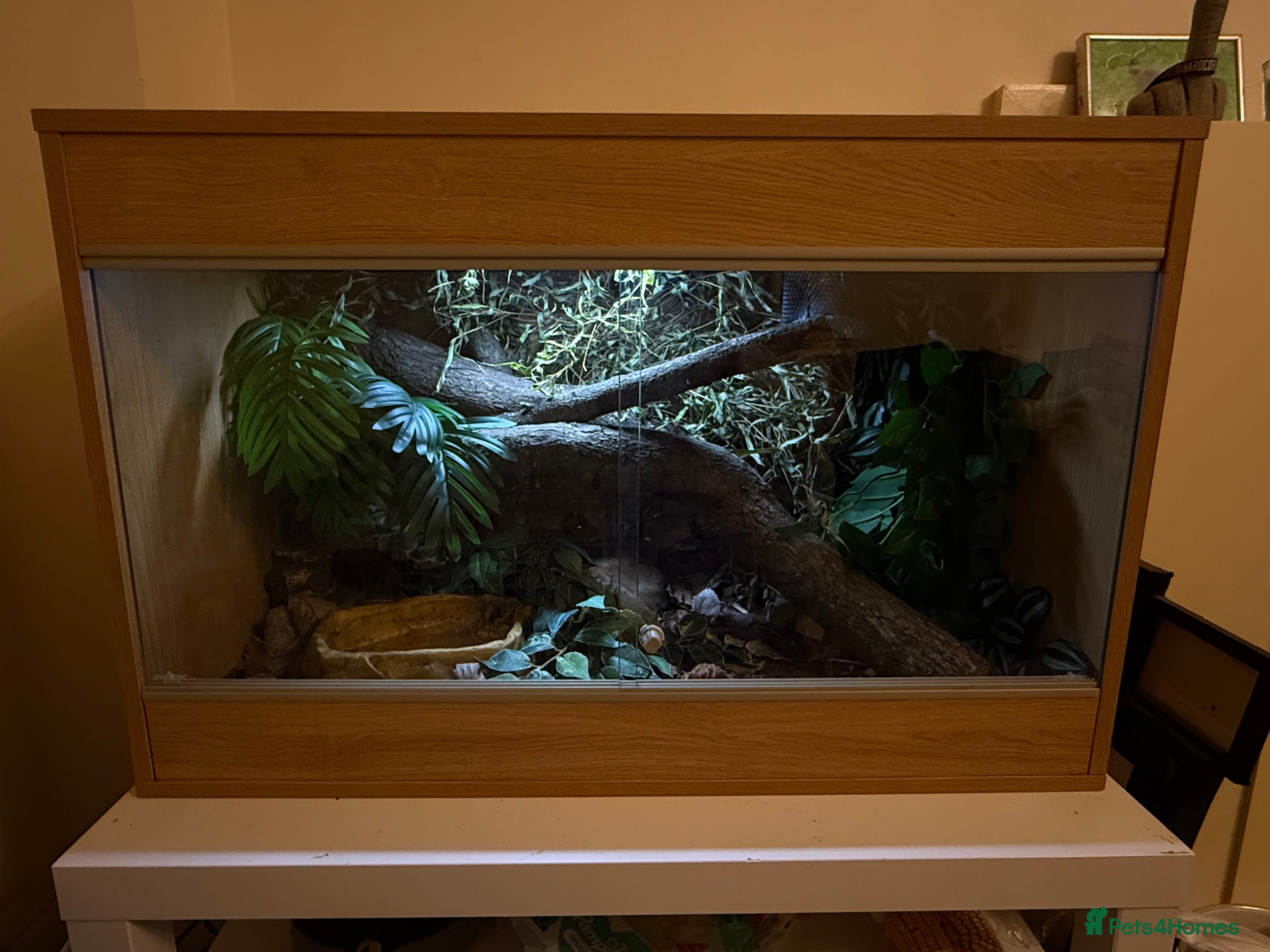 Python Snake reptiles Snake Vivarium  - Advert 6