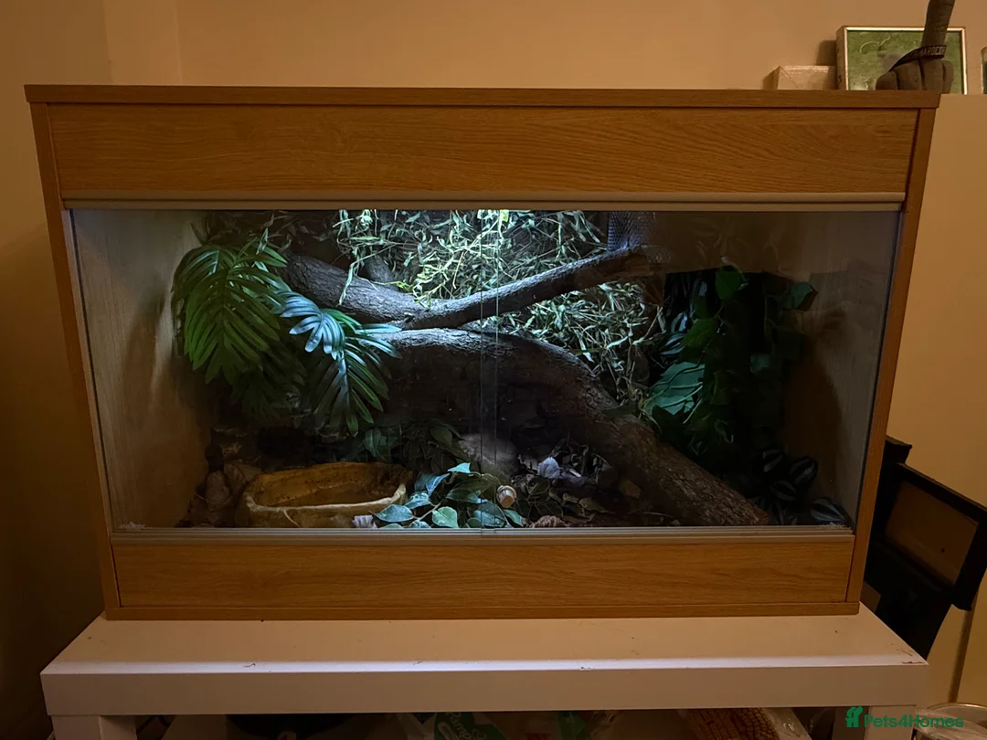Python Snake reptiles for sale: Snake Vivarium  - Advert 1