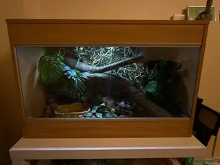 Python Snake reptiles Snake Vivarium - Advert 6