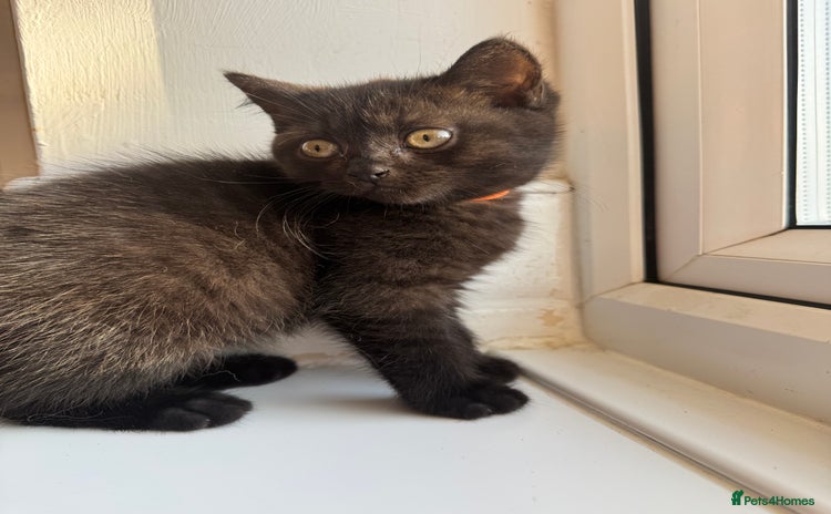 British Shorthair cats - Advert 1