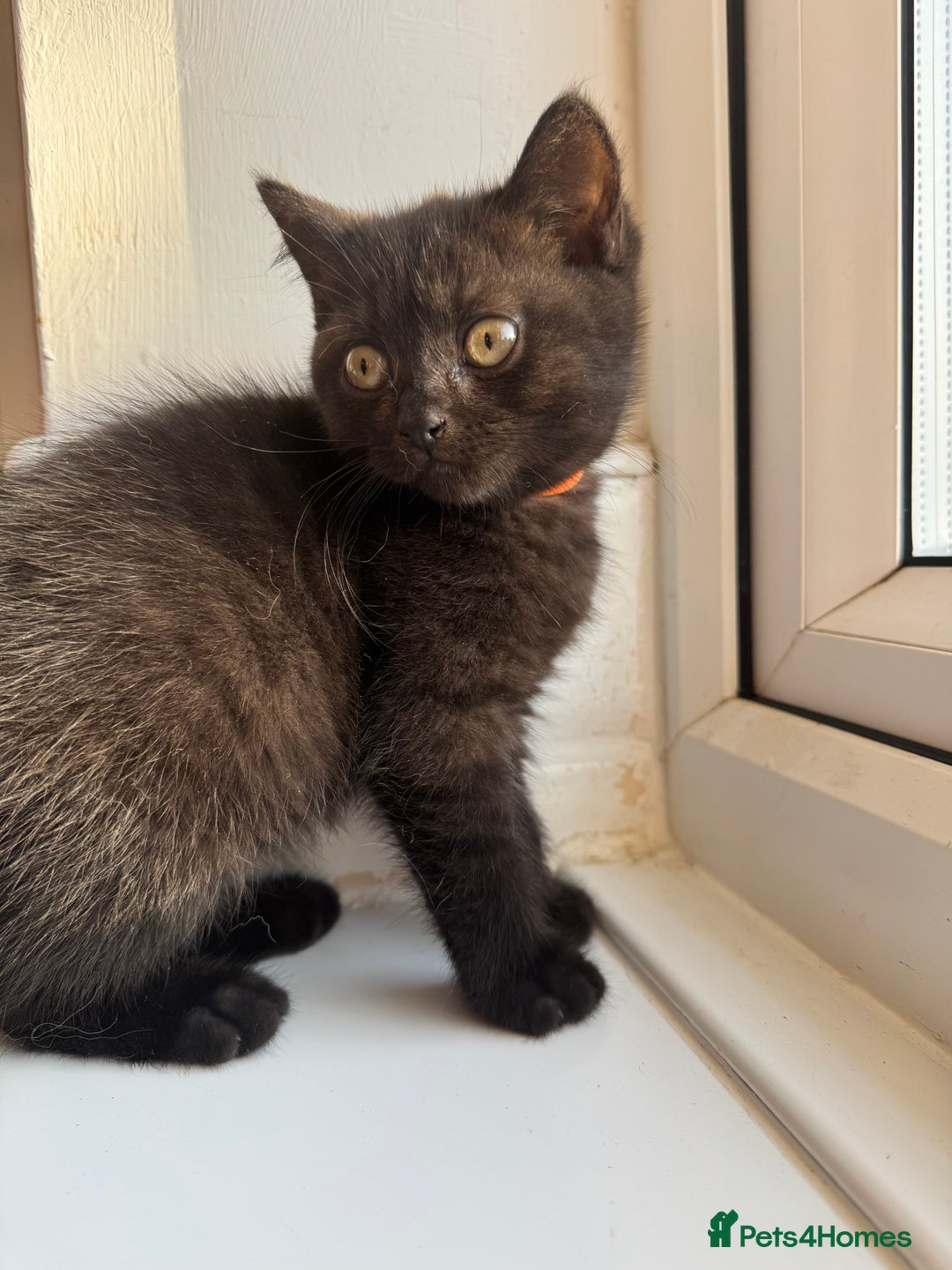 British Shorthair cats for sale: Chocolate BSH boy - Image 1