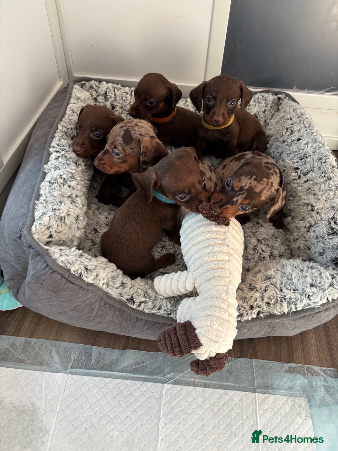 Miniature Dachshund dogs for sale: Beautiful miniature dachshunds  - Image 1