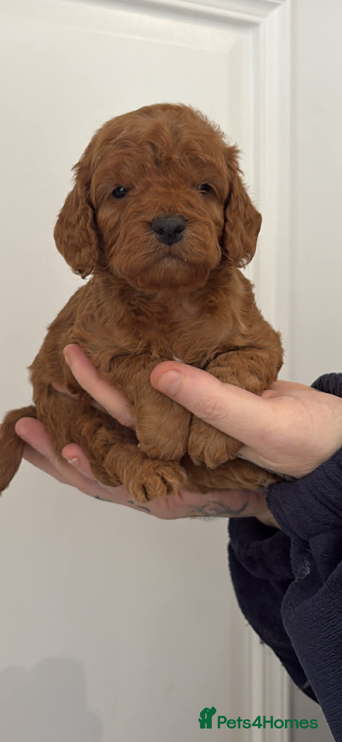 Cockapoo dogs 🐶Exceptional dark red toy cockapoos🐶 - Advert 12