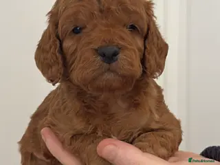 Cockapoo dogs 🐶Exceptional dark red toy cockapoos🐶 - Advert 12