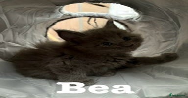 Maine Coon cats - Advert 11