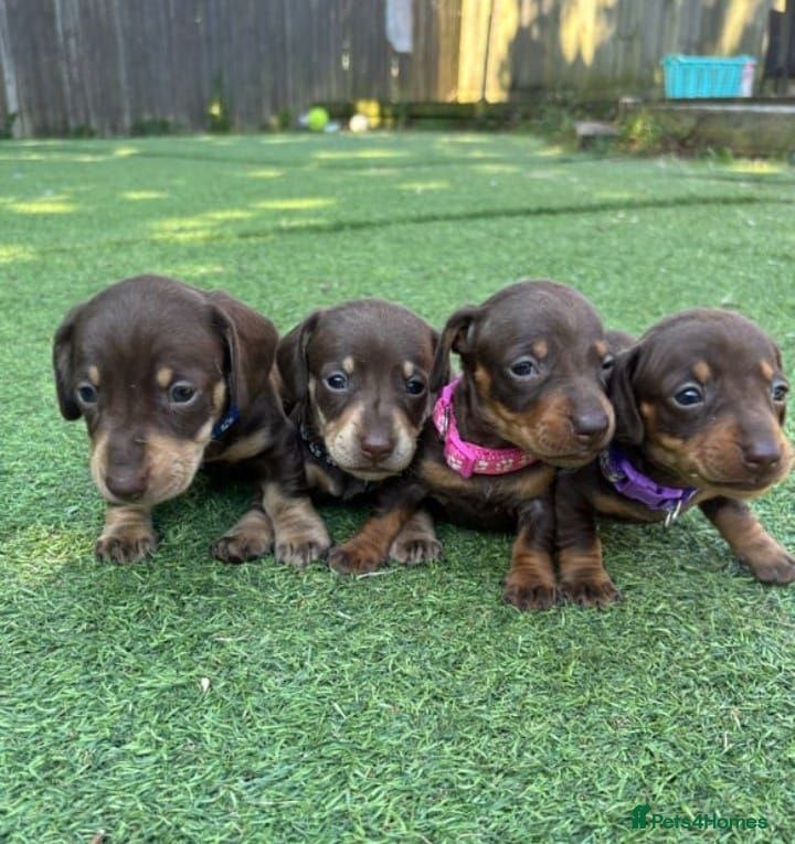 Miniature Dachshund dogs Adorable miniature dachshund litter - Advert 1