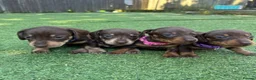 Miniature Dachshund dogs for sale: Adorable miniature dachshund litter in Hull - Advert 1