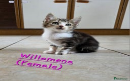 Domestic Shorthair cats for sale: Four sweet little flufflets - Image 3