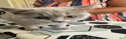 British Shorthair cats for sale: Lilac Female British Short Hair - Advert 3