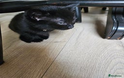 British Shorthair cats for sale: 3 black kittens - Image 3