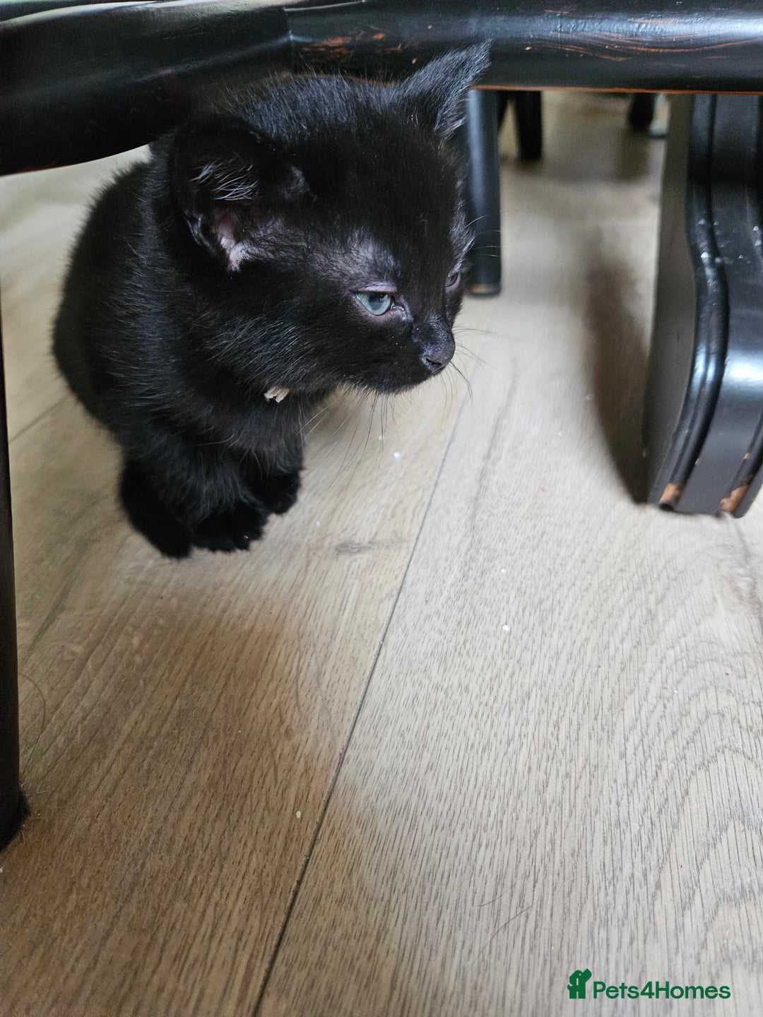British Shorthair cats for sale: 3 black kittens - Image 3