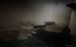 Ragdoll cats for sale: Amazing top Quality Ragdolls  - Image 7