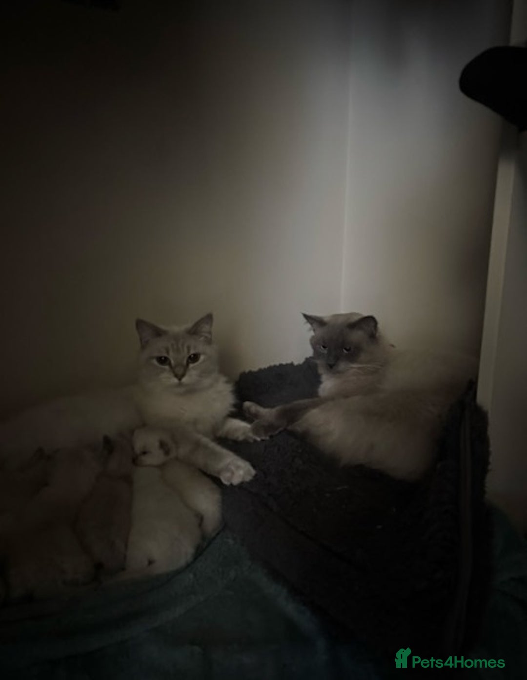 Ragdoll cats for sale: Amazing top Quality Ragdolls  - Image 7