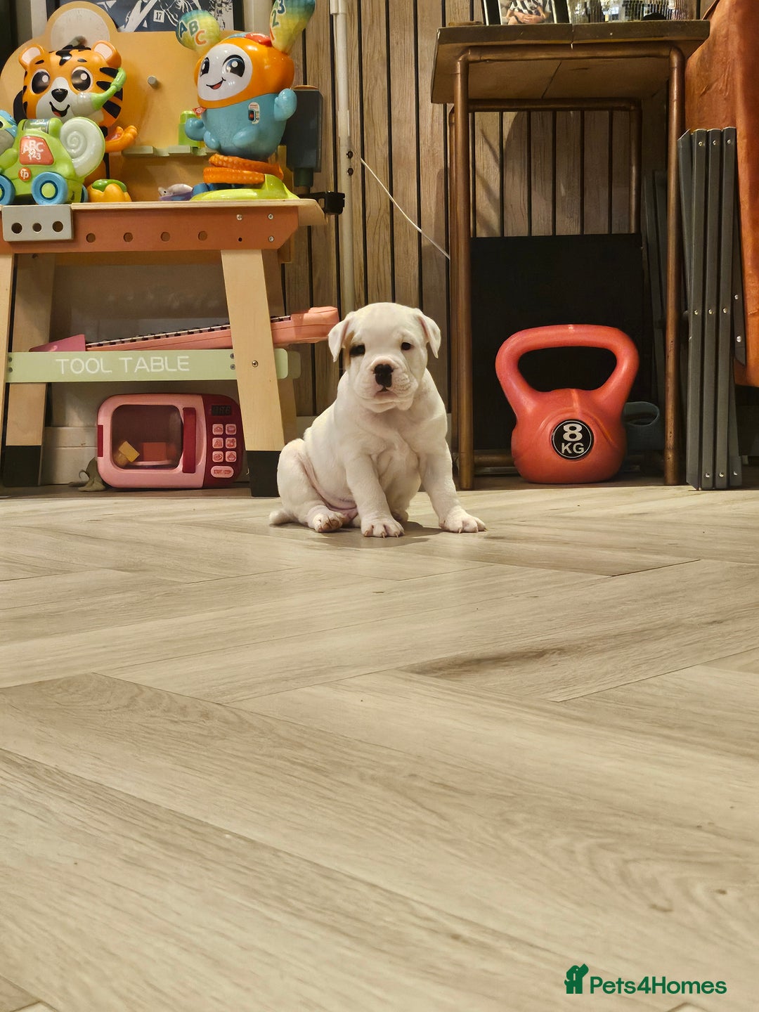 Mixed Breed dogs for sale: English Bulldog Staffordshire Bull hybrid  - Advert 5