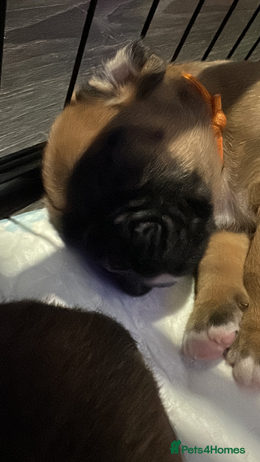 Boxer dogs for sale: Boxer Puppies KC registered  - Image 25
