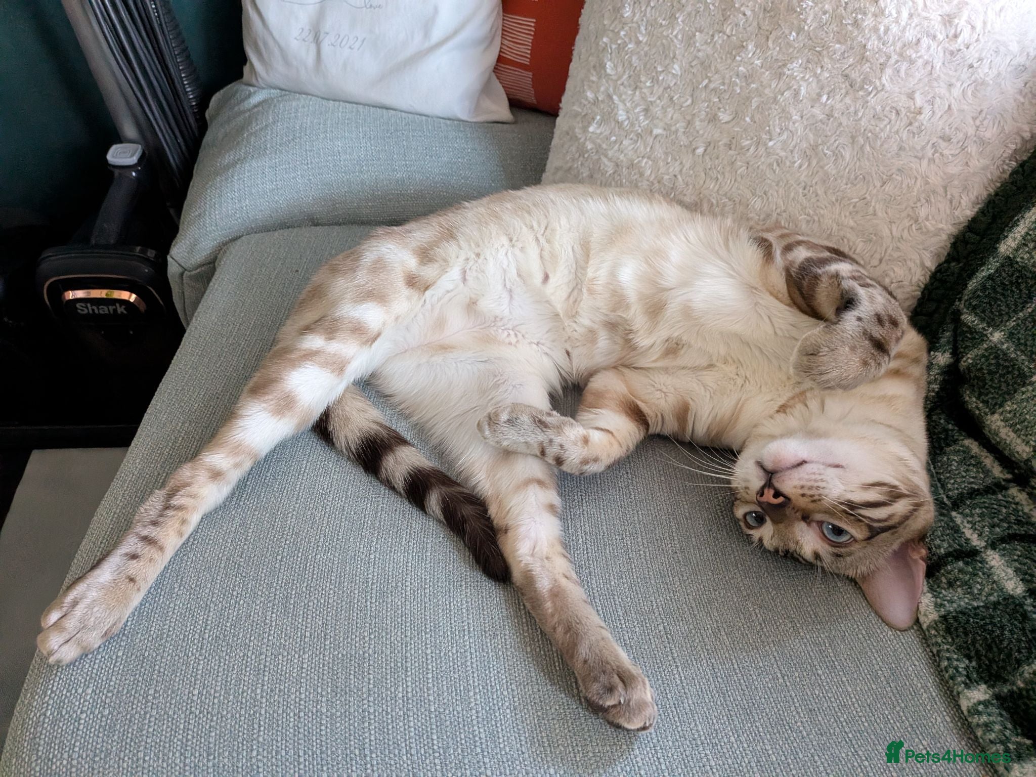 Mixed Breed cats Snow Lynx Bengal Male - Advert 1