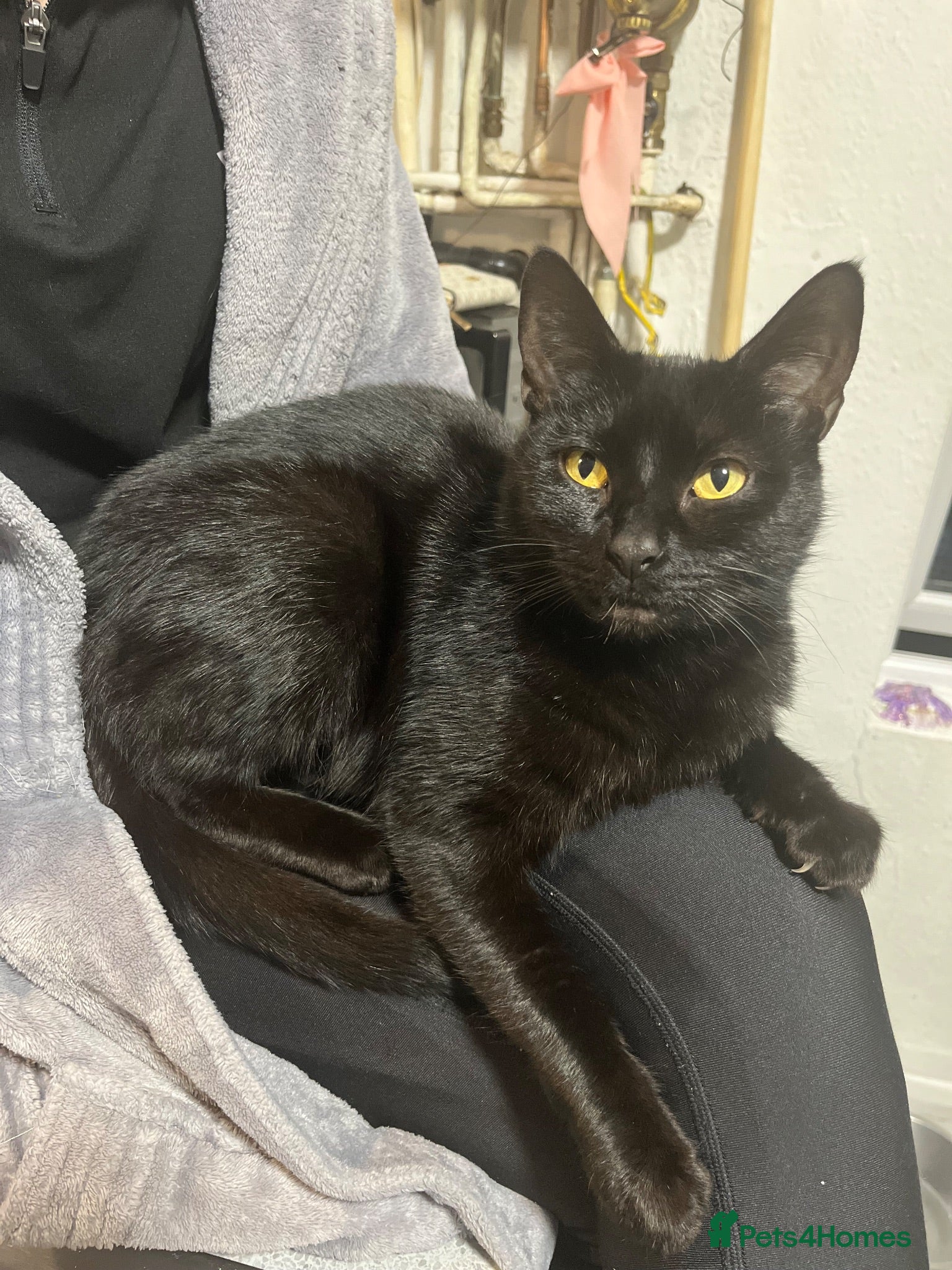 Mixed Breed cats Kitten for sale  - Advert 1