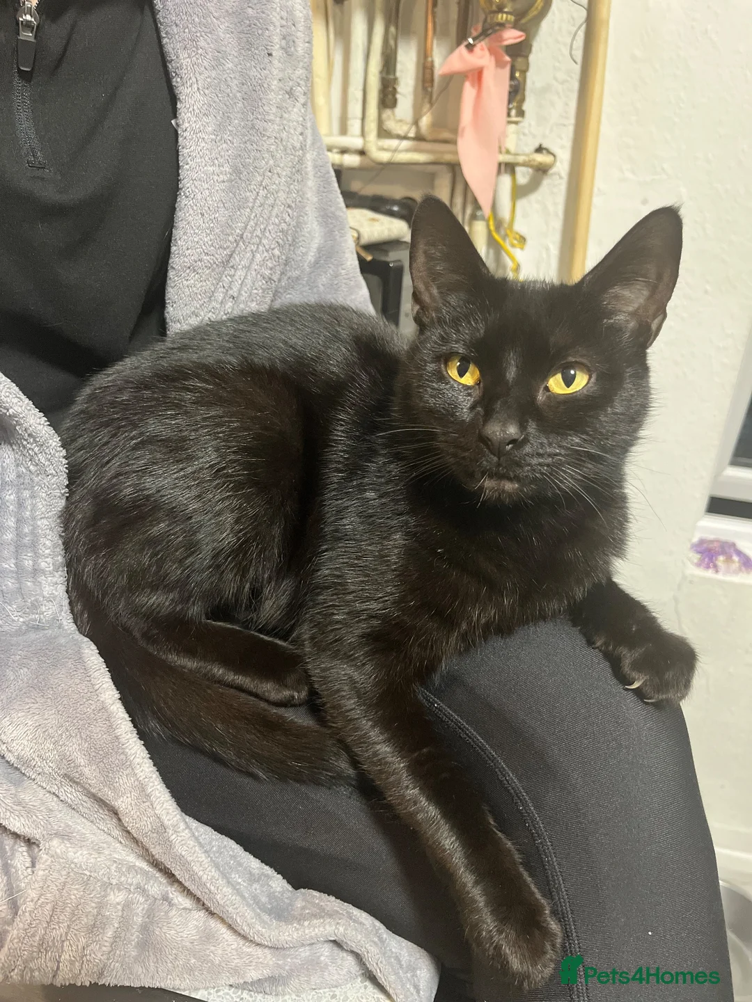 Mixed Breed cats for sale: Kitten for sale  - Advert 1