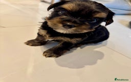 Yorkshire Terrier dogs for sale: original breed yorkshire terrier  - Image 2