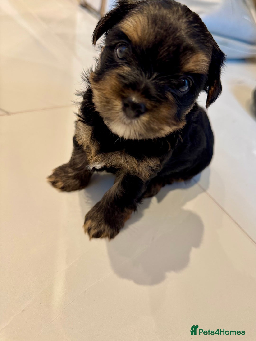 Yorkshire Terrier dogs for sale: original breed yorkshire terrier  - Image 2