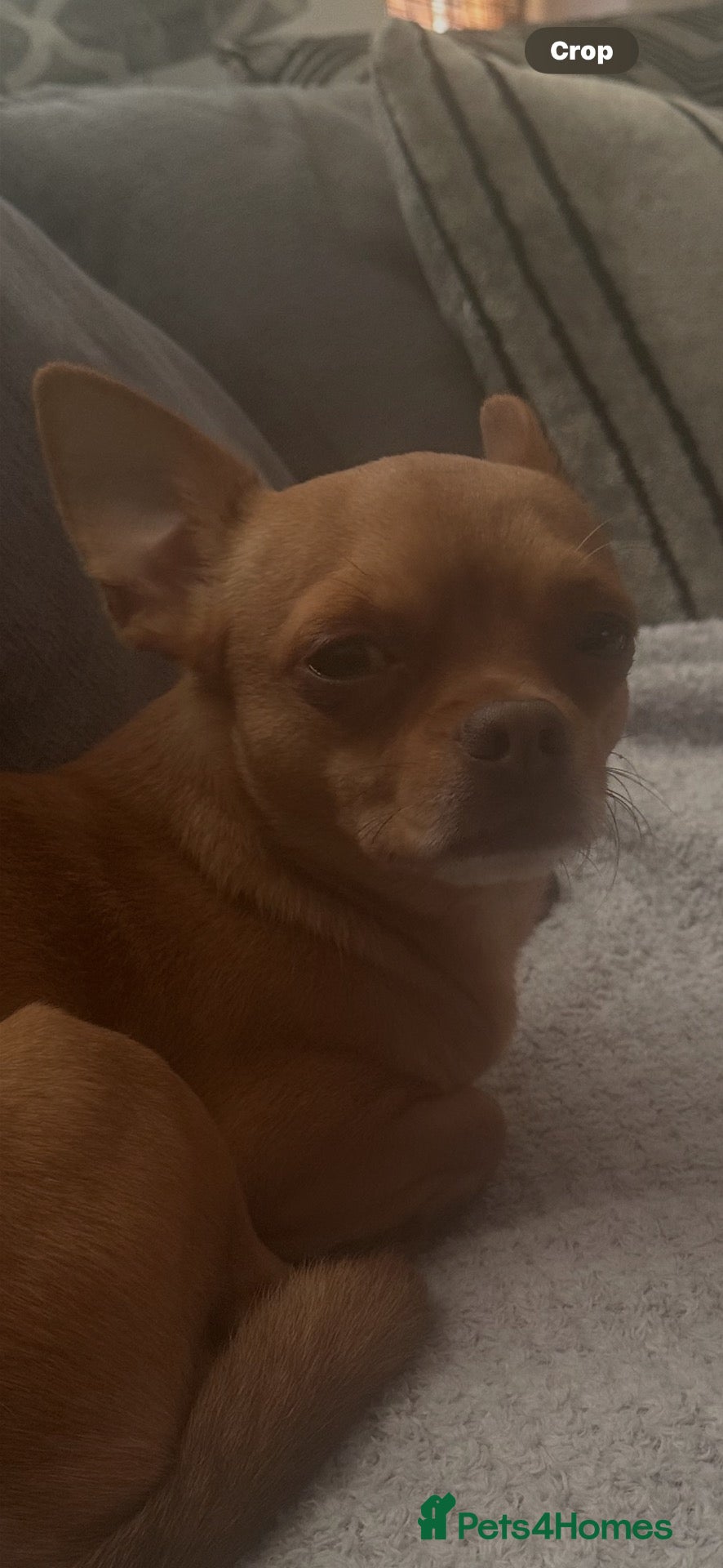Chihuahua dogs Red chihuahua for stud - Advert 12