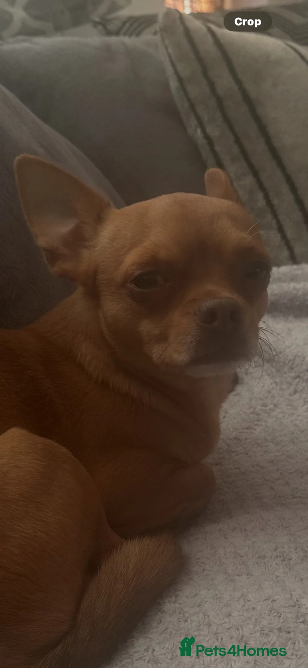 Chihuahua dogs for stud: Red chihuahua for stud - Advert 1