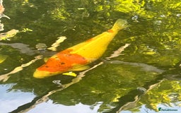 Koi Carp fish for sale: Koi for sale - Image 10