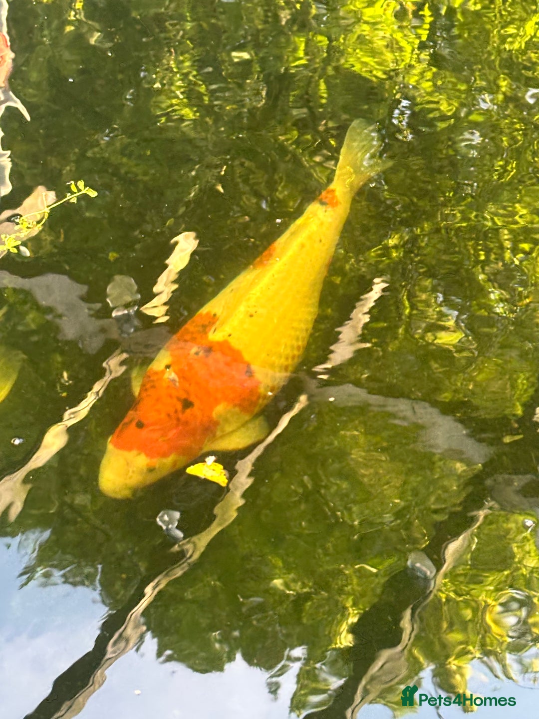 Koi Carp fish for sale: Koi for sale - Image 10