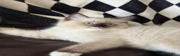 Ragdoll cats for sale: Chunky Ragdoll kittens  - Advert 15