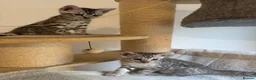 Bengal cats for sale: 🩶 Silver pure bengal kittens 🩶 - Advert 6