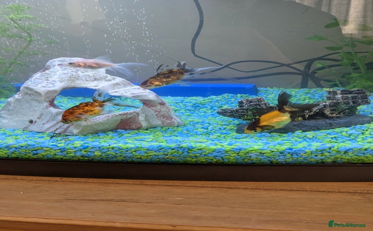 Fancy Goldfish fish - Advert 1
