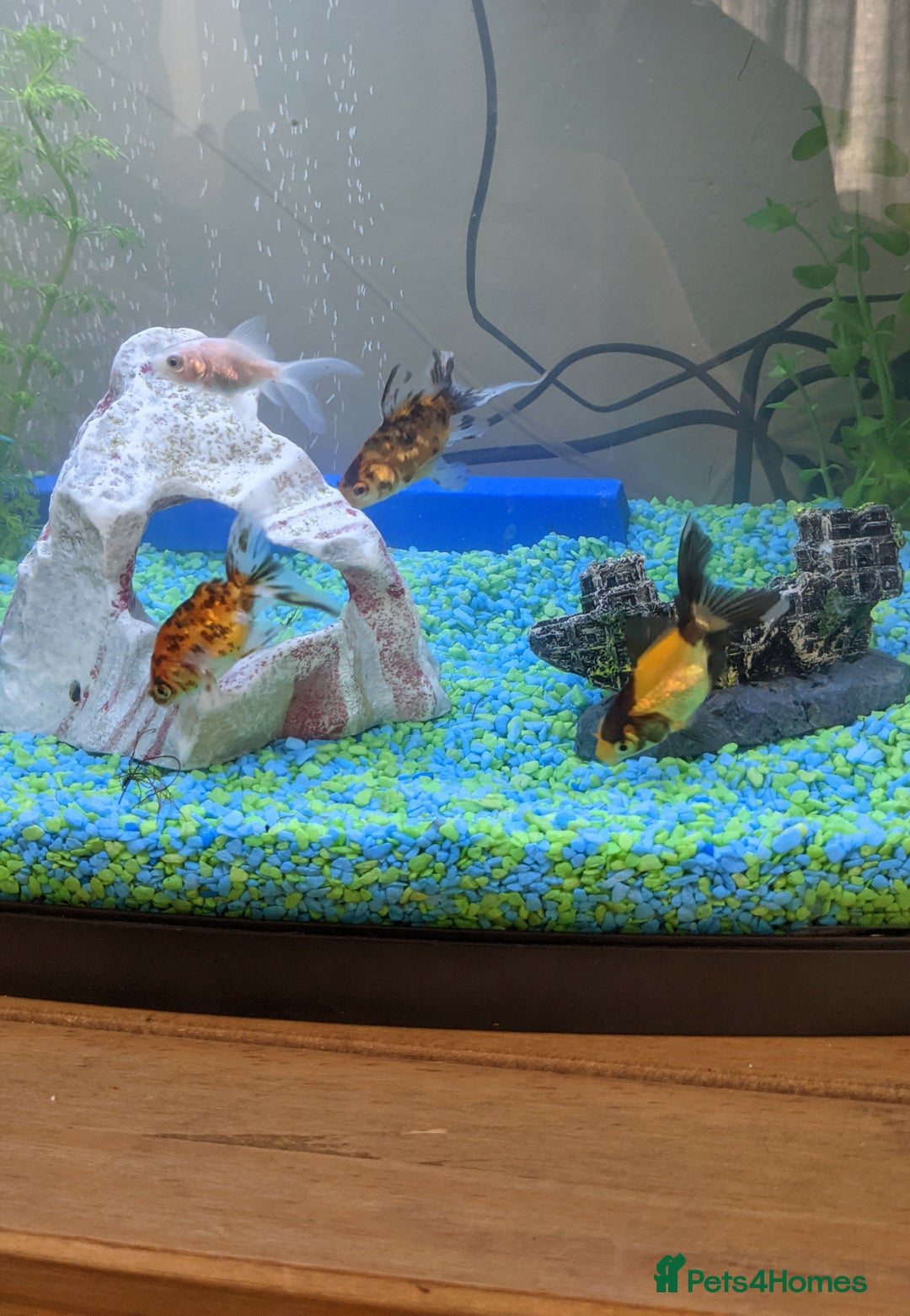 Fancy Goldfish fish for sale: FREE 6 orandas 2 moor goldfish  - Image 1