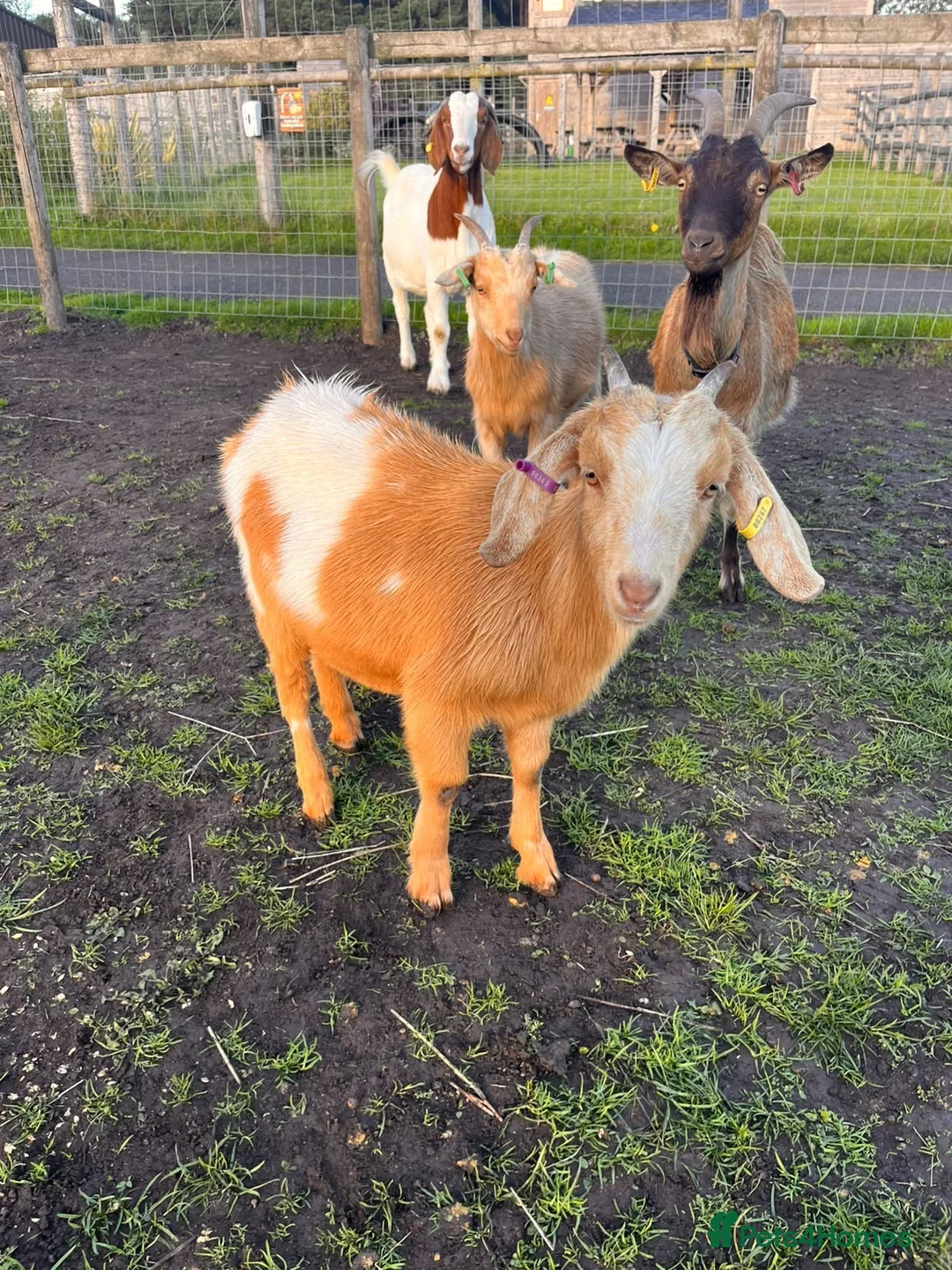 Pig livestock for sale: Baby goats looking for a new home  in Matlock - Advert 6